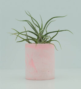 Mini Hebe Cylinder Concrete Plant Pot – Soft Pink